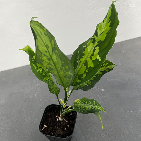 園芸ネット本店｜アグラオネマ：ピクタム 3号ポット の通販【公式】