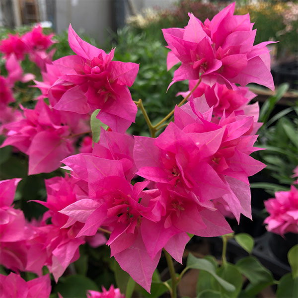 園芸ネット本店｜ブーゲンビリア八重咲き：レッド系3号ポット の通販