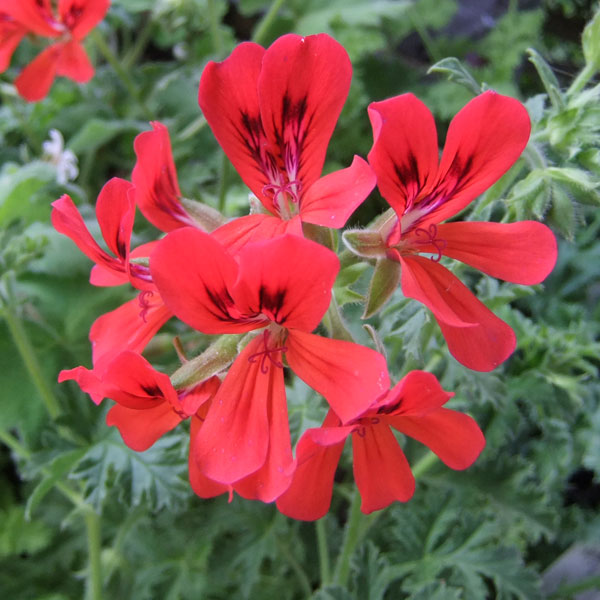 園芸ネット本店｜ニオイゼラニウム：ミセステイラー3号ポット* の通販