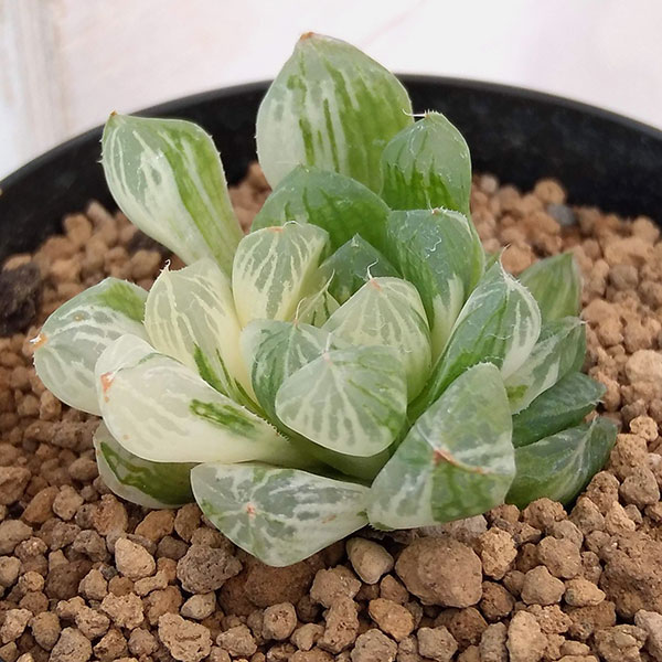 園芸ネット本店｜希少ハオルチア：オブツーサ錦（極上斑） 2.5号 の