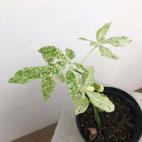 園芸ネット本店｜パキラ：ミルキーウェイ（実生株） 5号24-05 の通販