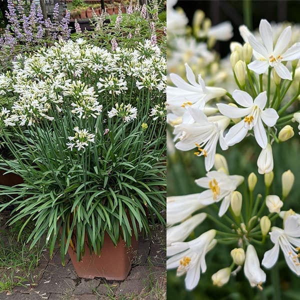 園芸ネット本店｜アガパンサス：サマーラブホワイト5号ポット の通販