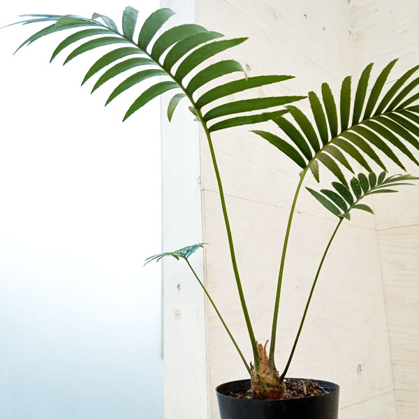 園芸ネット本店｜ディオーン：スピヌロスム 6号 の通販【公式】