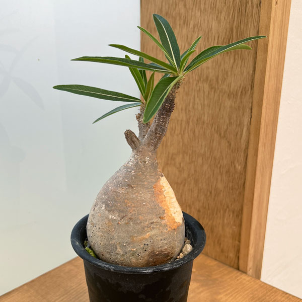 園芸ネット本店｜パキポディウム：グラキリス 2.5号 No.1 の通販【公式】