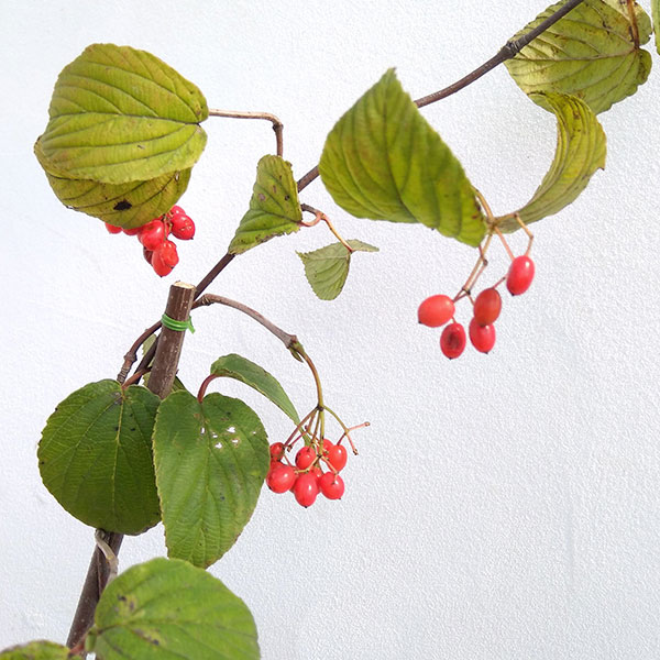 園芸ネット本店｜フウリンガマズミ 4-5号ポット の通販【公式】