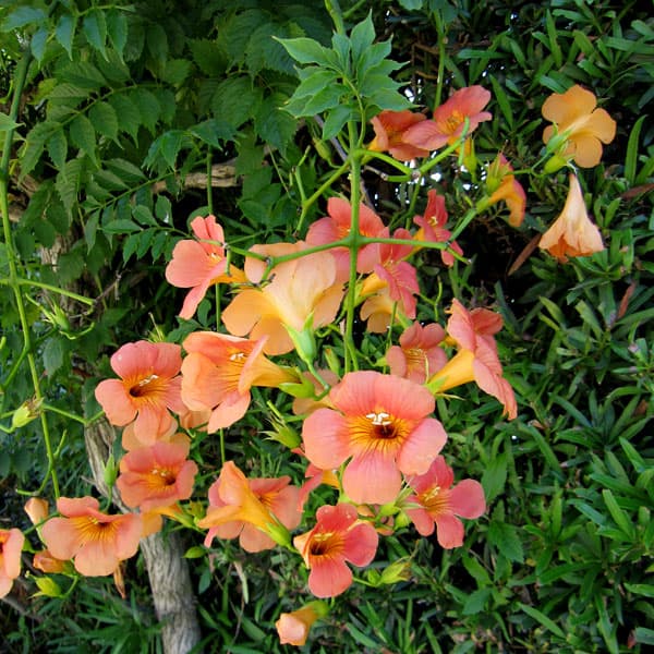 園芸ネット本店｜ノウゼンカズラ（オレンジ）3.5号ポット の通販【公式】