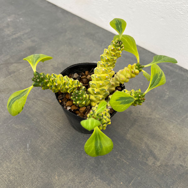 多肉植物^o^ 希少❣️リチェイ錦 【公式通販】