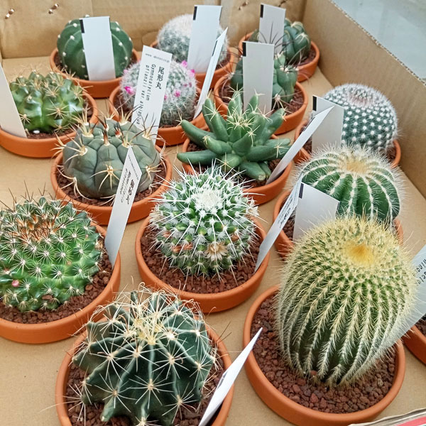 園芸ネット本店｜サボテン 3号素焼き鉢植え アソート2種セット の通販