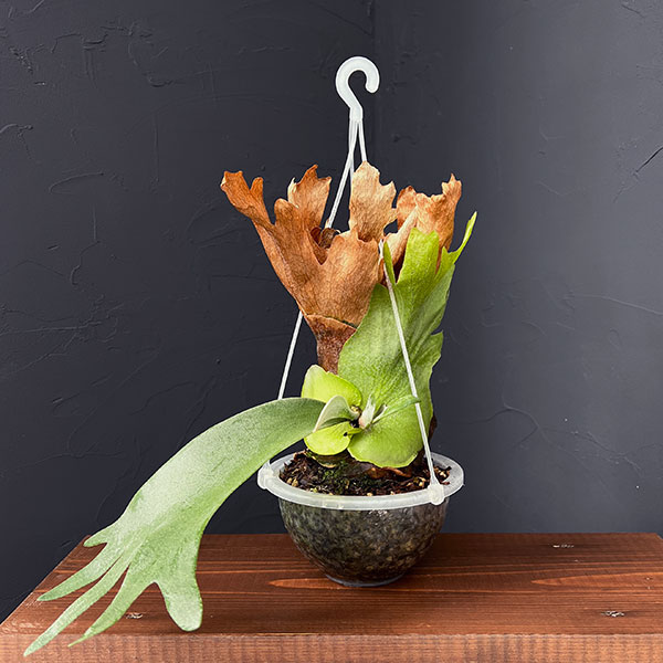 園芸ネット本店｜ビカクシダ（コウモリラン）：ウィリンキー ワイド