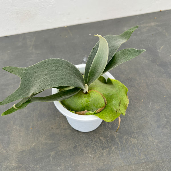 園芸ネット本店｜ビカクシダ（コウモリラン）：ホワイトホーク4号