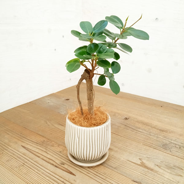 園芸ネット本店｜[ギフトに]パンダガジュマル3.5号 ベージュ色陶器鉢