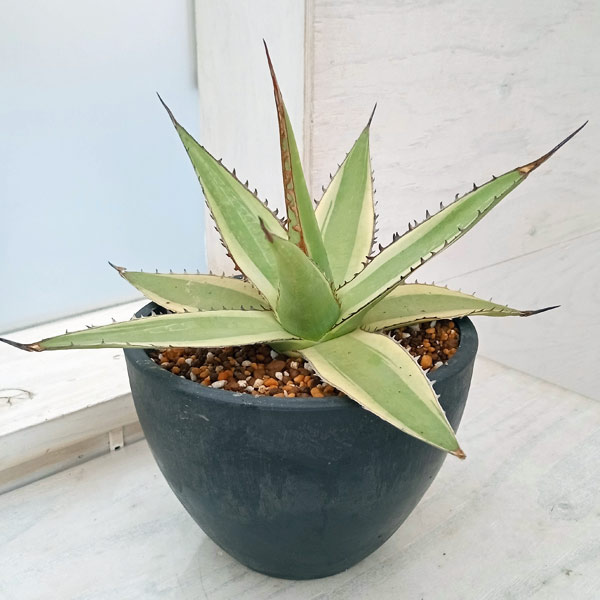 園芸ネット本店｜[送料無料]（わけあり特価）アガベ：インプレッサ