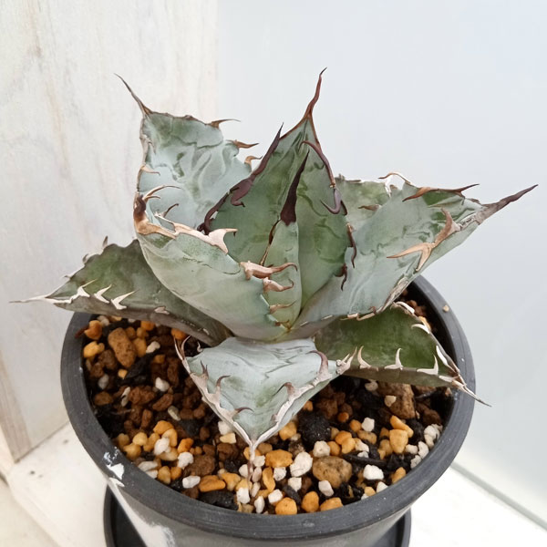 園芸ネット本店｜[ザ・ファームセレクト]アガベ：チタノタ ブルー 3号