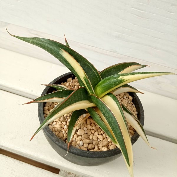 園芸ネット本店｜サンセベリア：キトンガ バリエガータセレクト（美麗