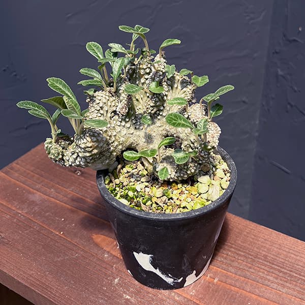 園芸ネット本店｜ドルステニア：ラブラニークリスタータ（綴化） 4号23