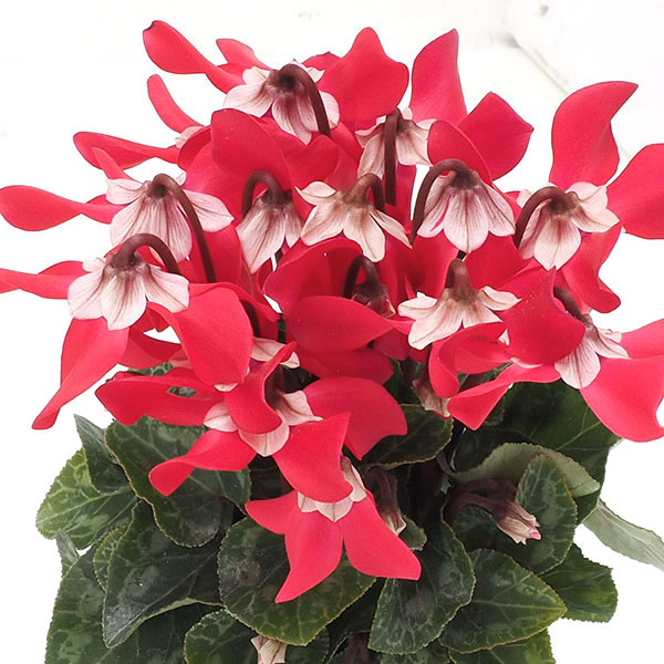 園芸ネット本店｜シクラメン：スーパージックスレッド3号ポット* の