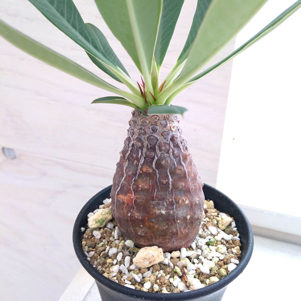 園芸ネット本店｜[ザ・ファームセレクト]ユーフォルビア：パキポディオ