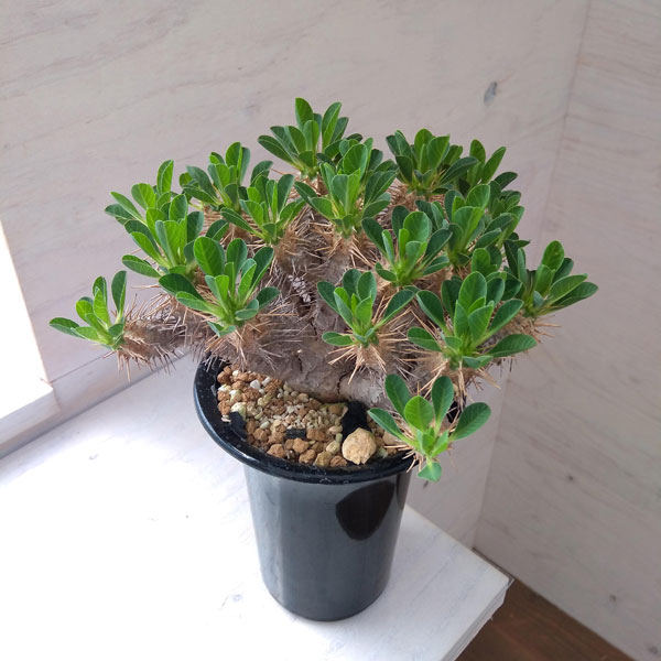 園芸ネット本店｜[ザ・ファームセレクト]ユーフォルビア