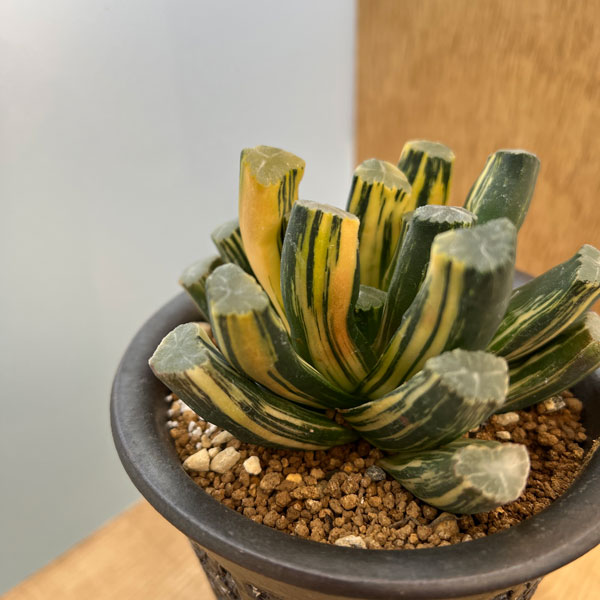 園芸ネット本店｜ハオルチア：万象 鮮明オレンジ色斑 KF 3.5号22-01 の