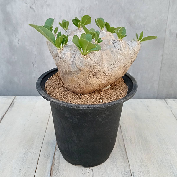 園芸ネット本店｜[ザ・ファームセレクト][送料無料]パキポディウム