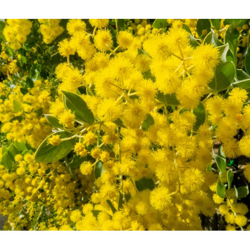 園芸ネット本店｜アカシア：パールアカシア 5号鉢植え の通販【公式】