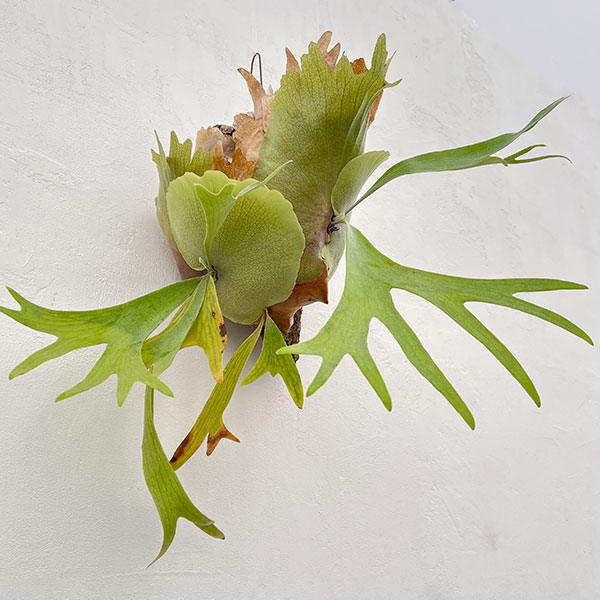 園芸ネット本店｜[送料無料]（わけあり特価）ビカクシダ（コウモリラン