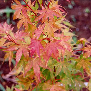 園芸ネット本店｜モミジ：珊瑚閣（サンゴカク）4号ポット の通販【公式】