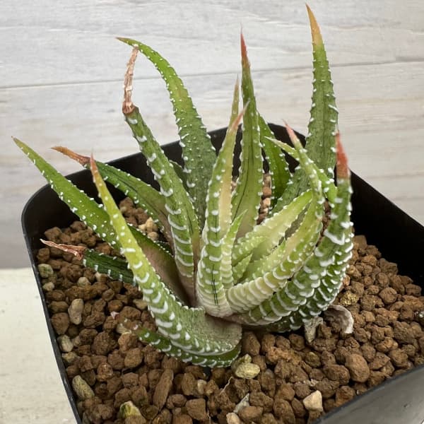 園芸ネット本店｜ハオルチア：白蝶 2.5号鉢植え の通販【公式】