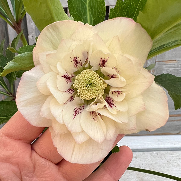 園芸ネット本店｜杉光園芸さんのクリスマスローズ：ダブル24-11