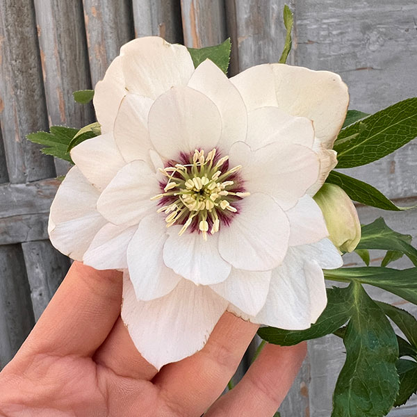 園芸ネット本店｜杉光園芸さんのクリスマスローズ：ダブル24-12