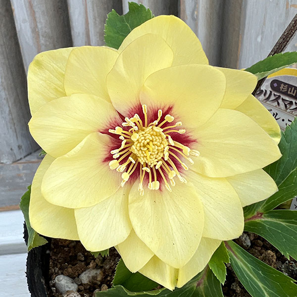 園芸ネット本店｜杉光園芸さんのクリスマスローズ：ダブルゴールド24