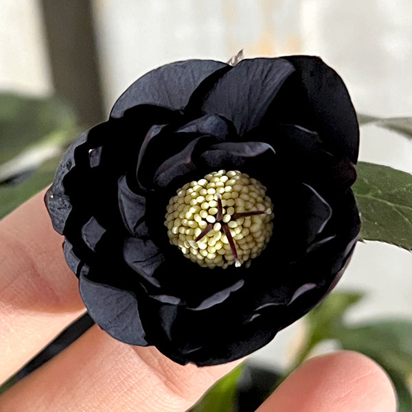 園芸ネット本店｜杉光園芸さんのクリスマスローズ：ダブルブラック24