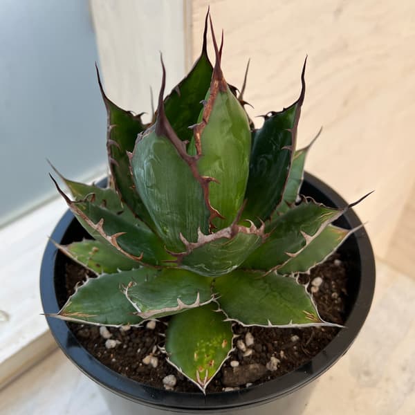 園芸ネット本店｜アガベ：ホリダ 6号鉢植え24-03 の通販【公式】