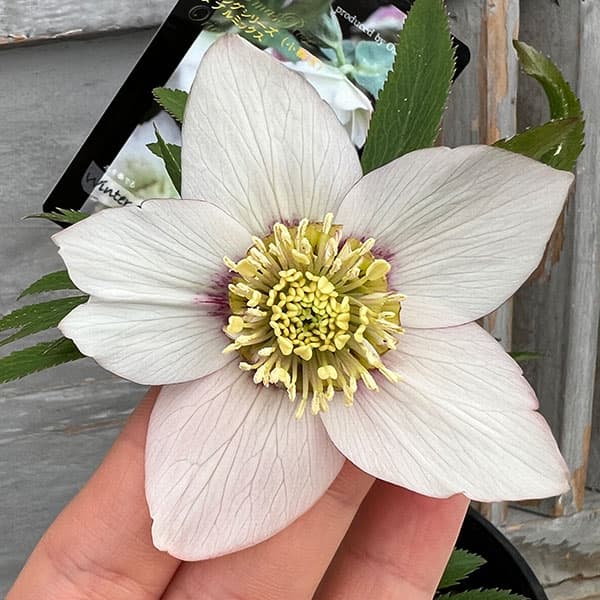 園芸ネット本店｜クリスマスローズ：スウィングシングル24-44静／1L