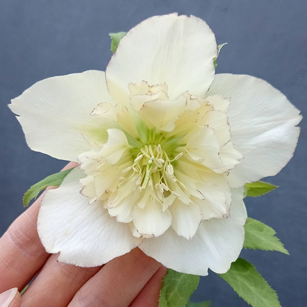 園芸ネット本店｜曽田園芸さんのクリスマスローズ：24-18ラージ