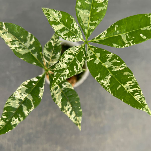 園芸ネット本店｜パキラ：アクアティカ 斑入り（実生株） 2.5号ポット