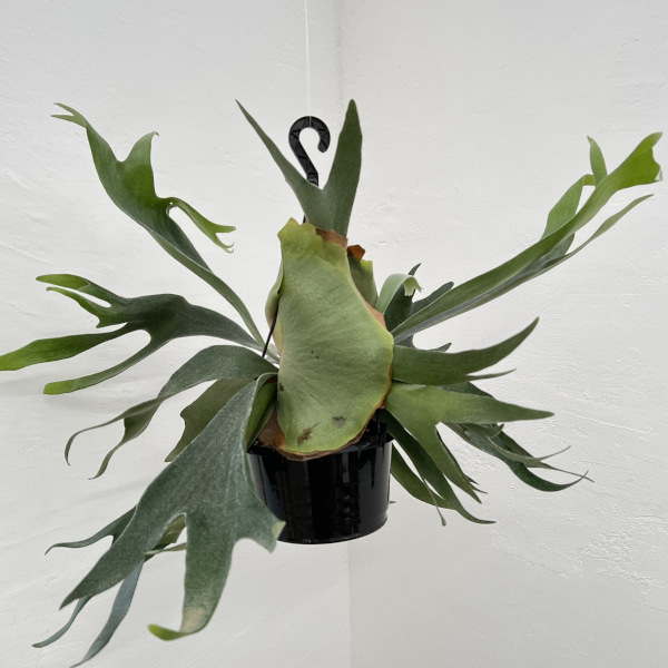 園芸ネット本店｜ビカクシダ（コウモリラン）：アルシコルネ 5号吊り鉢