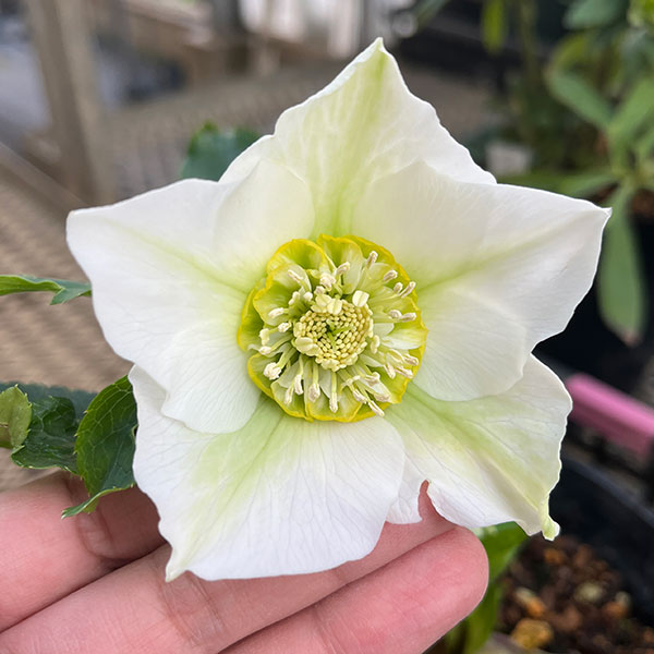 園芸ネット本店｜花郷園さんのクリスマスローズ：24-04セミダブル／5号