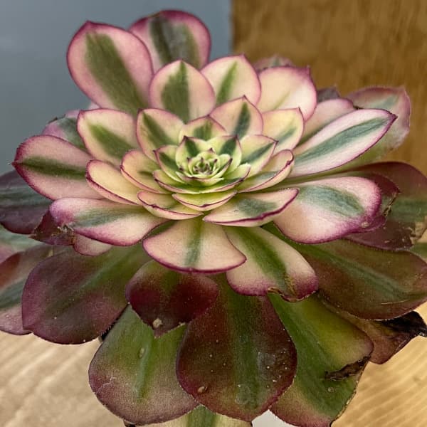 園芸ネット本店｜アエオニウム：傾城 2.5号ポット の通販【公式】