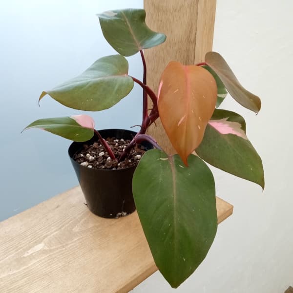 園芸ネット本店｜フィロデンドロン：パーシモンプリンセス 5号鉢植え