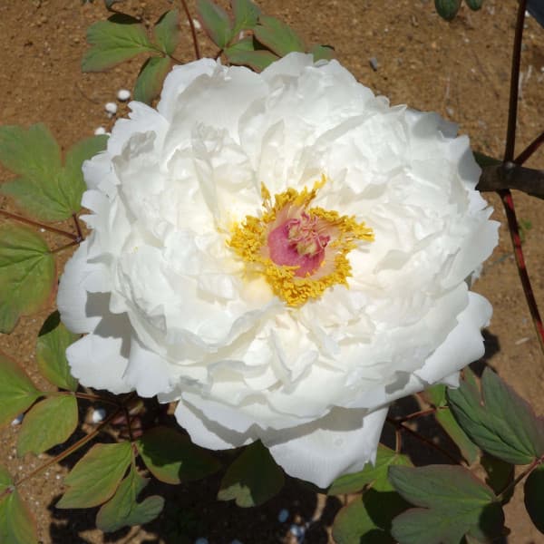 園芸ネット本店｜牡丹（ぼたん）：新扶桑司（しんふそうつかさ）3～4