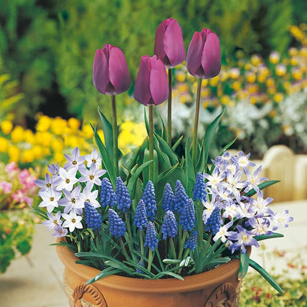 園芸ネット本店｜球根セット：そのまま植える 球根寄せ植え栽培セット
