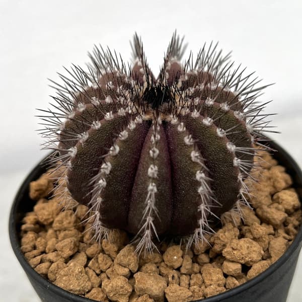 園芸ネット本店｜ユーベルマニア：ペクチニフェラ（実生） 3号鉢植え