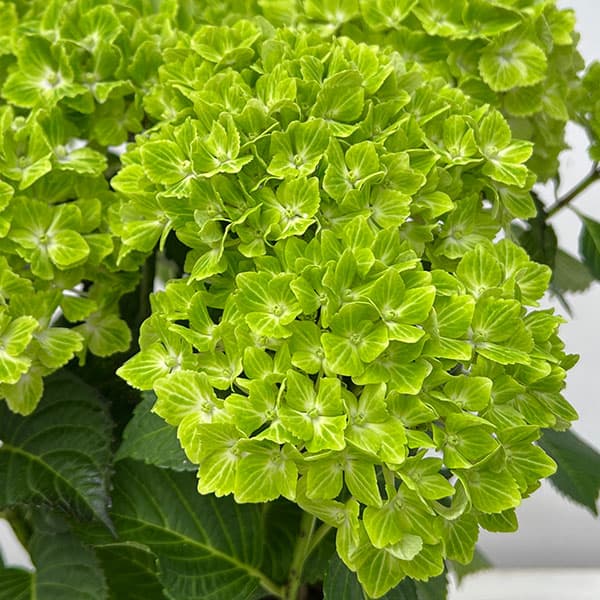 園芸ネット本店｜アジサイ：マジカルラプソディ 5号鉢植え の通販【公式】