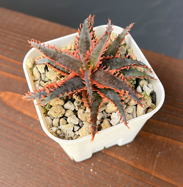 園芸ネット本店｜[ザ・ファームセレクト]アロエ：カスティロニアエ