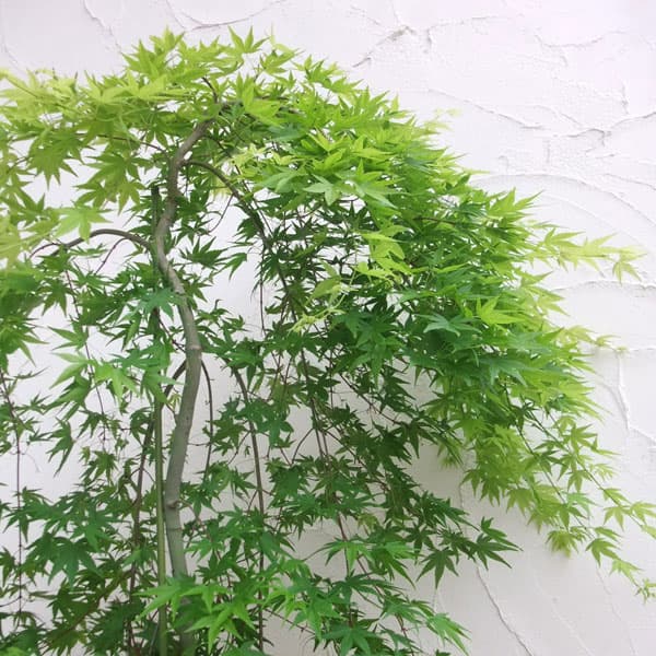 園芸ネット本店｜モミジ（カエデ）：流泉（りゅうせん）3号ポット の