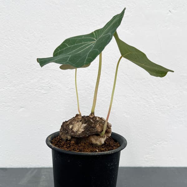 園芸ネット本店｜ステファニア：カウィーサキー 2.5号鉢植え の通販