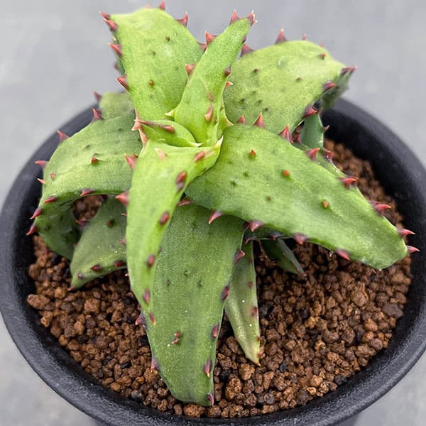 園芸ネット本店｜アロエ：カスティロニアエ 2.5号鉢植え の通販【公式】