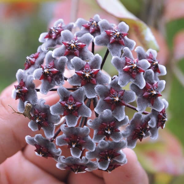 園芸ネット本店｜ホヤ：プビカリックス ロイヤルハワイアンパープル3号