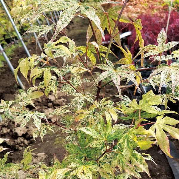 園芸ネット本店｜モミジ（カエデ）：浮雲（ウキグモ）3.5号ポット の